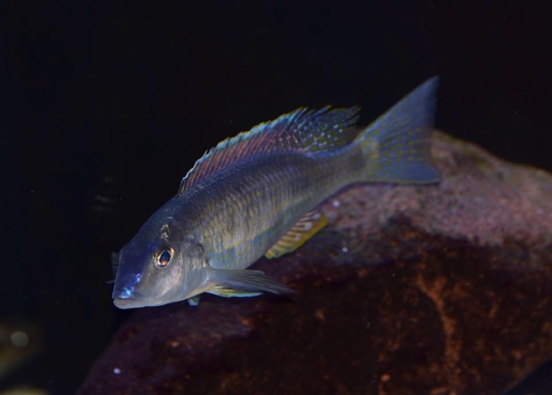 Otopharynx styrax 'Itungi'